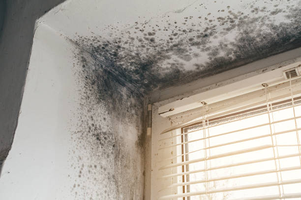 Affordable Mold Inspection solutions in Zarephath, NJ